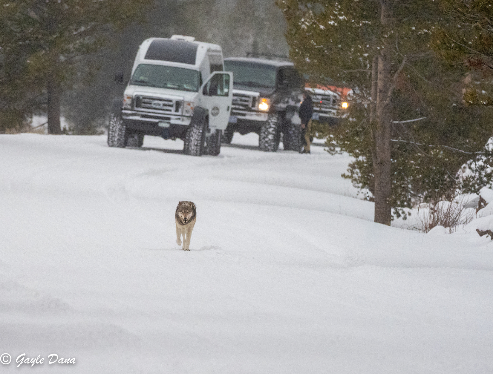 Wolf in front of trucks